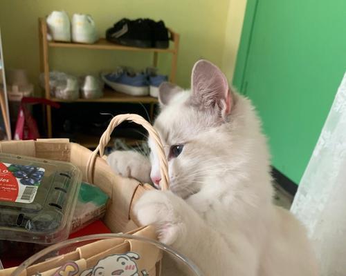 小猫走路偏向一边的原因与调整方法（从宠物保健角度探讨小猫偏斜现象）