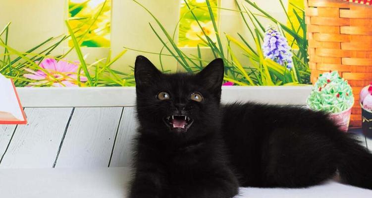 小猫嘴下的黑毛之谜（探究黑色毛发背后的秘密）