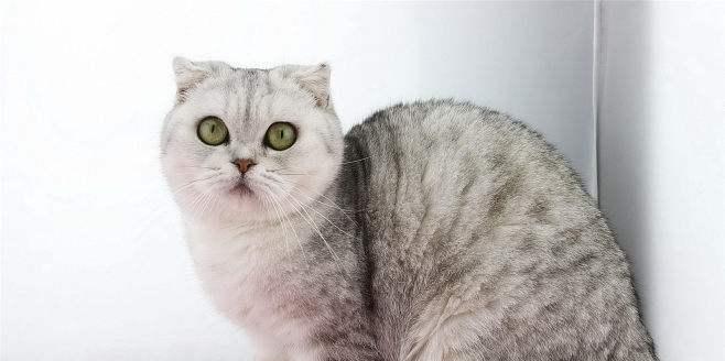 小猫最佳生育年龄与宠物健康（探究小猫最佳生育年龄对宠物健康的影响）