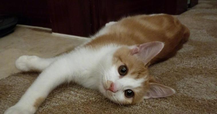 宠物小猫被欺负哭了，主人该怎么办（小猫咪被大狗欺负）