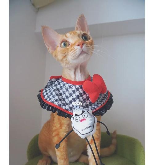 小猫咪的脖子为什么很细（探究猫咪脖子细的原因）