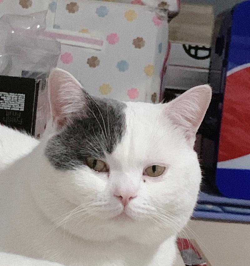 如何正确处理宠物小猫咪的粪便（从环保角度出发）