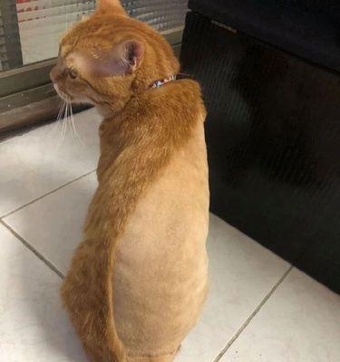 小猫咪为何肚子没什么毛（解析宠物肚子没毛的原因和应对之道）