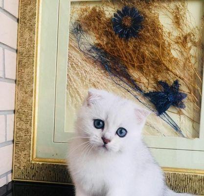 宠物小猫咪的换毛周期剖析（以多大为分界点）