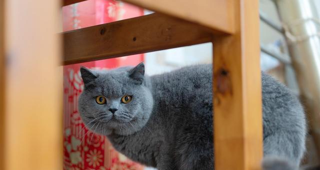 宠物小猫咪的换毛周期剖析（以多大为分界点）