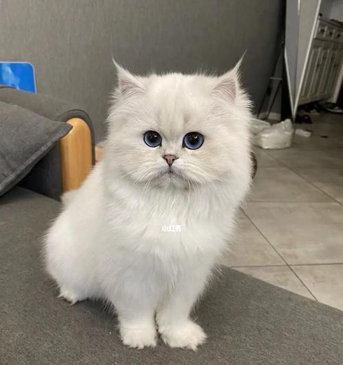 宠物小猫咪的换毛周期剖析（以多大为分界点）