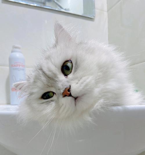 宠物小猫咪的清洁之道（建立健康的洗澡习惯）