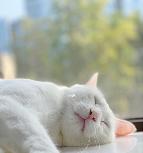 小猫咪的心理健康（如何照顾宠物的心理健康）
