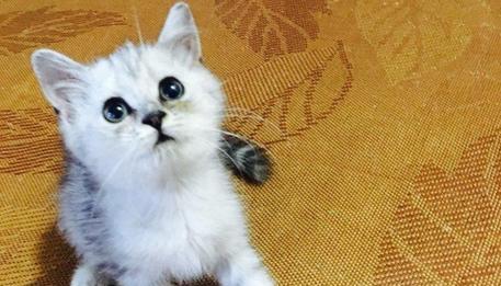 小猫咪的名字大（探寻宠物家庭中最受欢迎的名字）