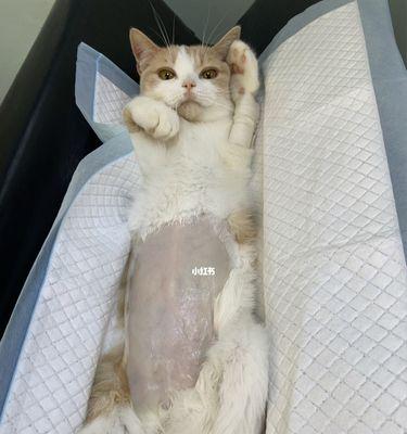小猫咪拉稀怎么办（宠物养护常识及治疗方案详解）