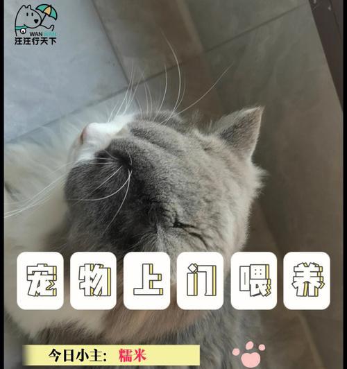 小猫咪拉吐不止怎么办（应对小猫咪的吐泻情况）