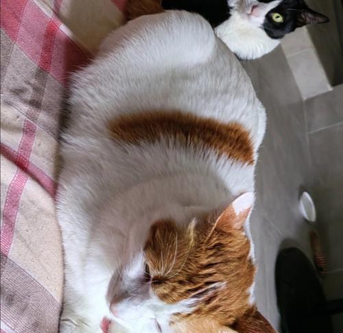 小猫咪拉吐不止怎么办（应对小猫咪的吐泻情况）
