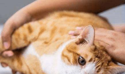 小猫咪没有妈妈怎么喂养（养一只幸福的小猫咪）