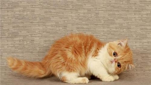 小猫咪是否能吃火腿肠（探究宠物饮食健康的重要性）