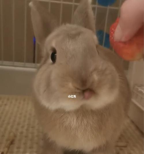 宠物猫能不能吃水果（小猫咪的饮食需要注意什么）
