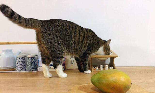 宠物猫能不能吃水果（小猫咪的饮食需要注意什么）