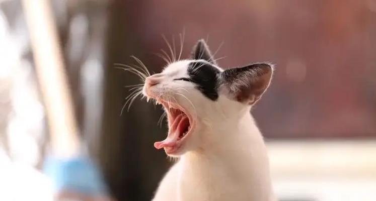 小猫咪呕吐怎么办（宠物养护技巧分享）