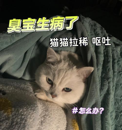 小猫咪呕吐怎么办（宠物养护技巧分享）