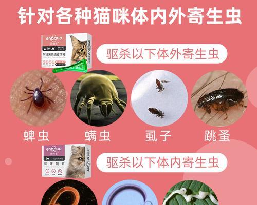 如何预防小猫身上的跳蚤侵扰（宠物护理的必备知识——跳蚤防治）