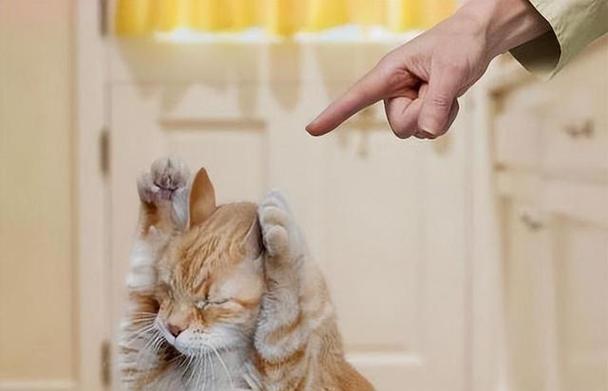 小猫咪的咬人行为究竟是为何（揭秘猫咪咬人的原因及解决方法）