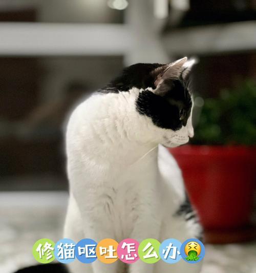 小猫咪吐泡沫该如何应对（以宠物为主）