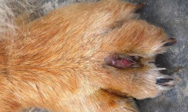 狗狗挠脸的危害、常见病因和应对措施（狗狗挠脸的危害）