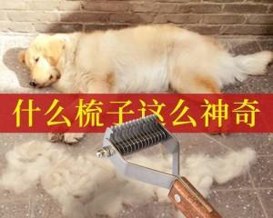 狗狗毛刷的重要性（让你的爱犬拥有健康光滑的毛发）