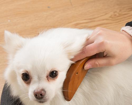 狗狗毛刷的重要性（让你的爱犬拥有健康光滑的毛发）