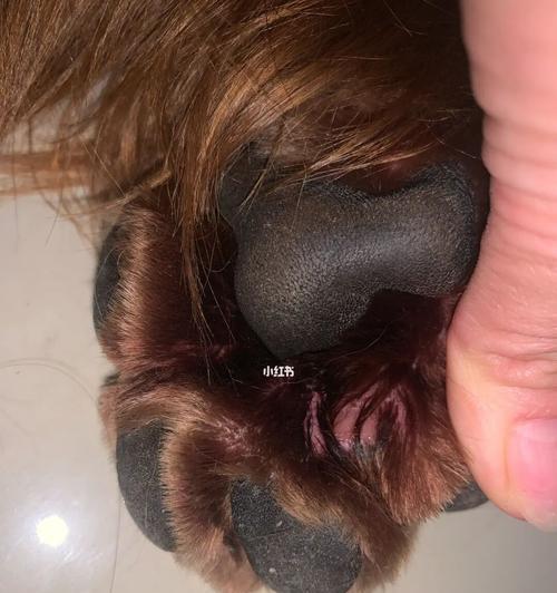 狗狗趾间炎（如何保护您的爱宠免受趾间炎的侵害）