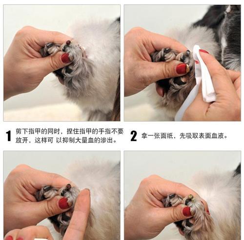 狗狗指甲过长的危害（指甲太长会引发狗狗哪些症状）