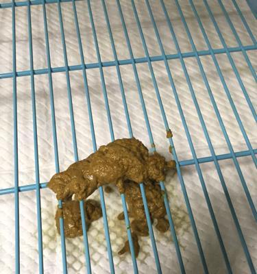 狗狗着凉拉稀该怎么办（宠物的健康需要关注）