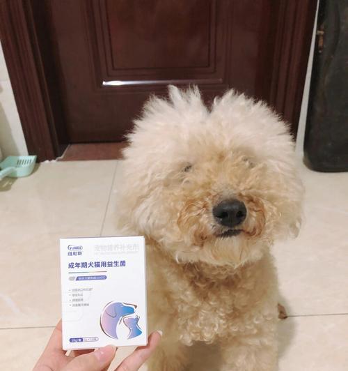 宠物拉稀该怎么办（应对狗狗拉稀的方法和预防措施）