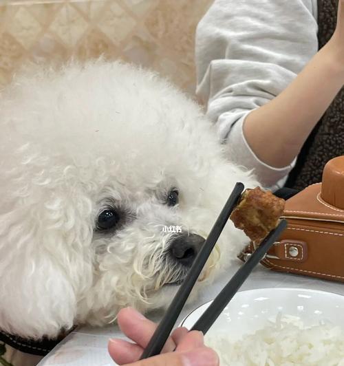 如何帮助宠物狗狗克服贪吃问题（控制饮食）