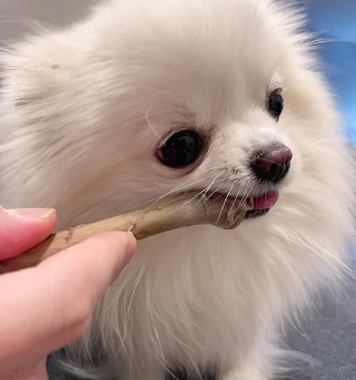 如何帮助宠物狗狗克服贪吃问题（控制饮食）