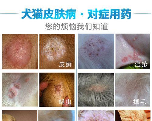 治疗狗狗嘴巴螨虫，你需要知道的一切（宠物保健）