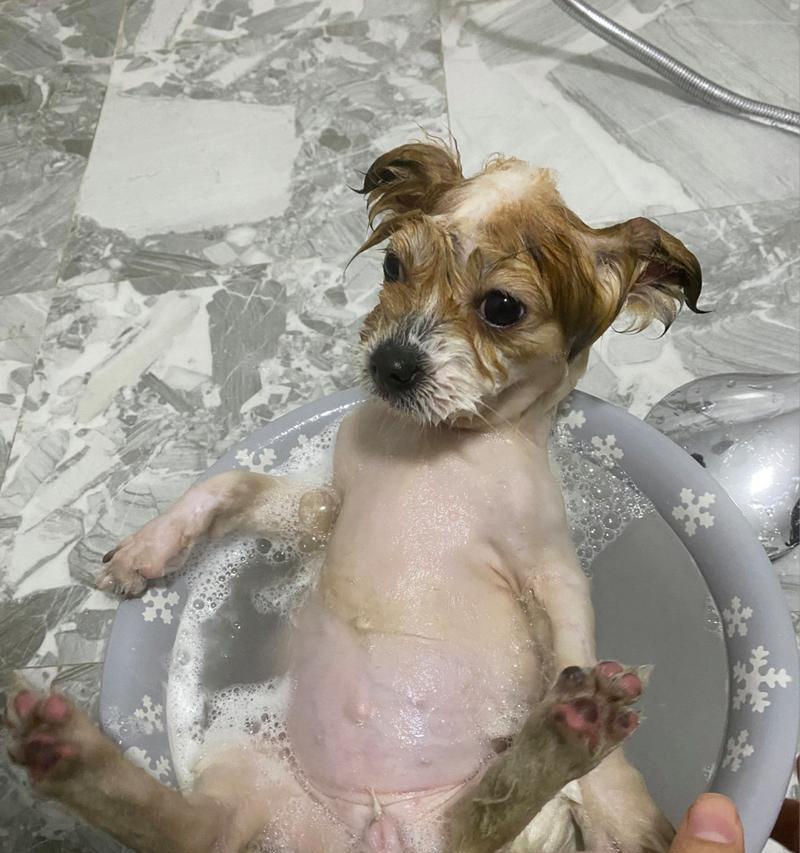 狗狗脐疝后的护理（正确擦药保护宝贝）
