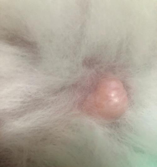 狗狗脐疝后的护理（正确擦药保护宝贝）