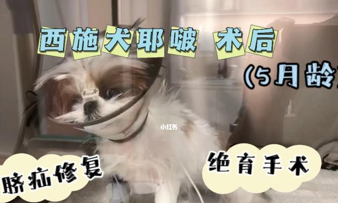 狗狗脐疝后的护理（正确擦药保护宝贝）