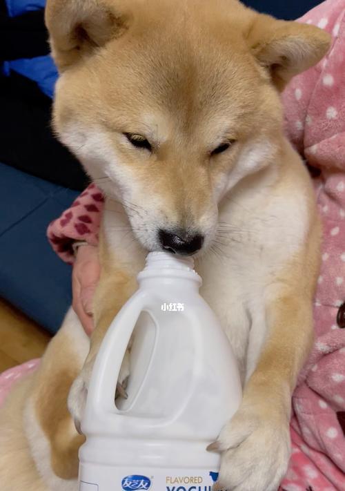 宠物狗喝酸奶吐了怎么办（善待宠物健康）