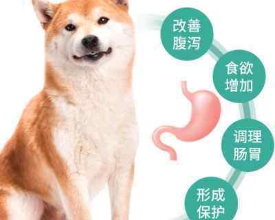 宠物狗难产，你需要知道的应对方法（遇到狗狗难产）