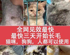 狗脓皮的治疗方法（如何让宠物恢复健康）