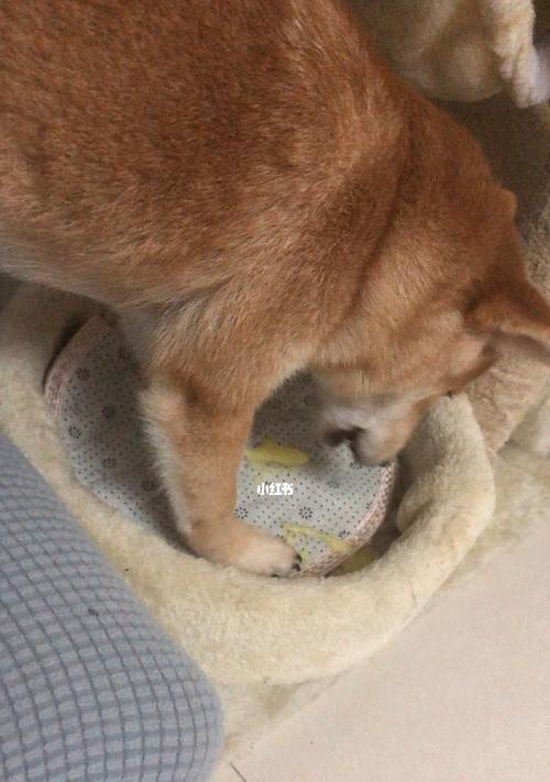 狗呕吐的原因及治疗方法（宠物呕吐的多种原因和应对措施）