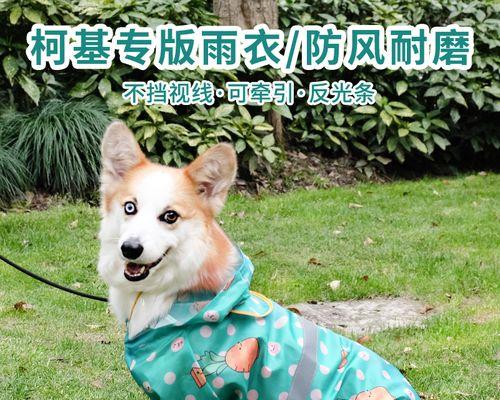 狗身上的烂——了解和预防（从宠物角度出发）