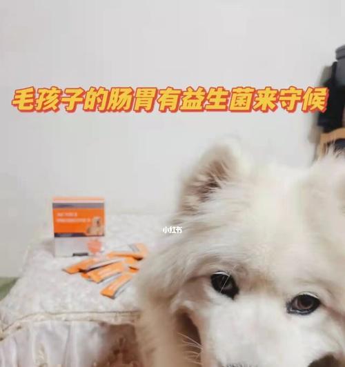 宠物狗生小狗呕吐应对措施（如何帮助宠物狗应对生小狗过程中的呕吐问题）