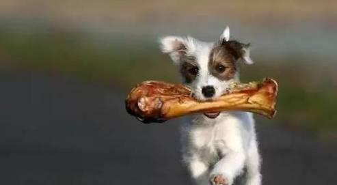 宠物狗的内脏食物推荐（为你的爱犬健康而选择适合的食物）