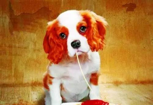 宠物狗的内脏食物推荐（为你的爱犬健康而选择适合的食物）