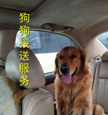 狗为何爱扒地（探究狗嗅觉的奥秘）