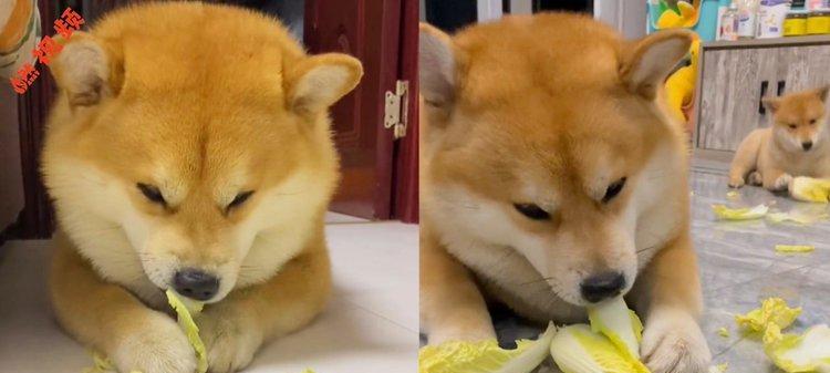 狗为何不吃素（探究狗类肉食性的原因）