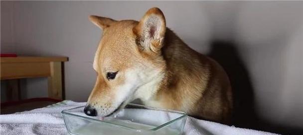狗不能喝凉水（为什么狗不能喝凉水）