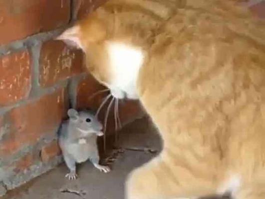 狗为什么喜欢抓老鼠（揭秘狗狗的猎食本能和习性）